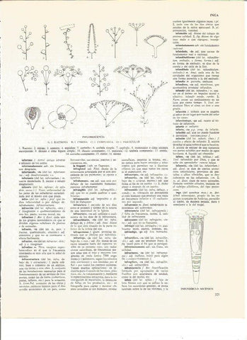 LAMINA V00555: Fases inflorescencia y infundibulo micenico