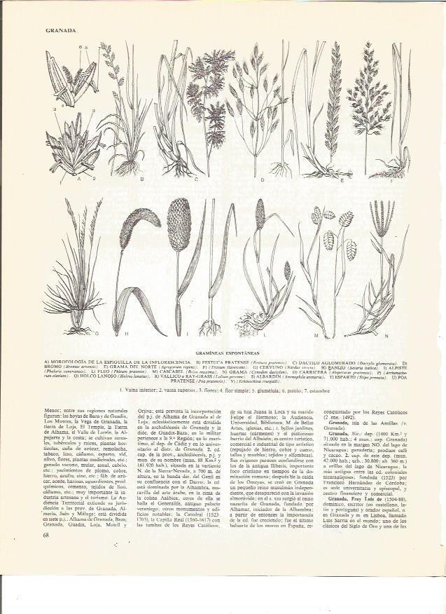 LAMINA V00513: Gramineas espontaneas
