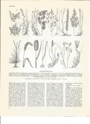 LAMINA V00513: Gramineas espontaneas