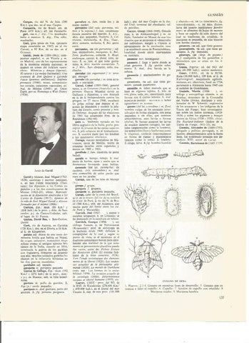 LAMINA V00523: Fases del gusano de seda