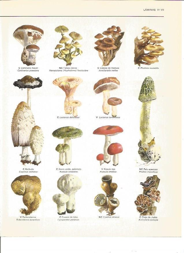 LAMINA V00558: Hongos I