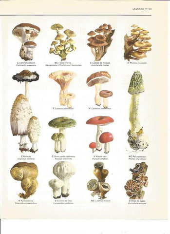 LAMINA V00558: Hongos I