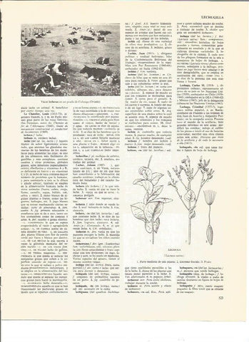 LAMINA V00598: Vacas lecheras en Colunga, Oviedo
