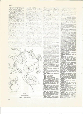 LAMINA V00570: Partes de la jalapa