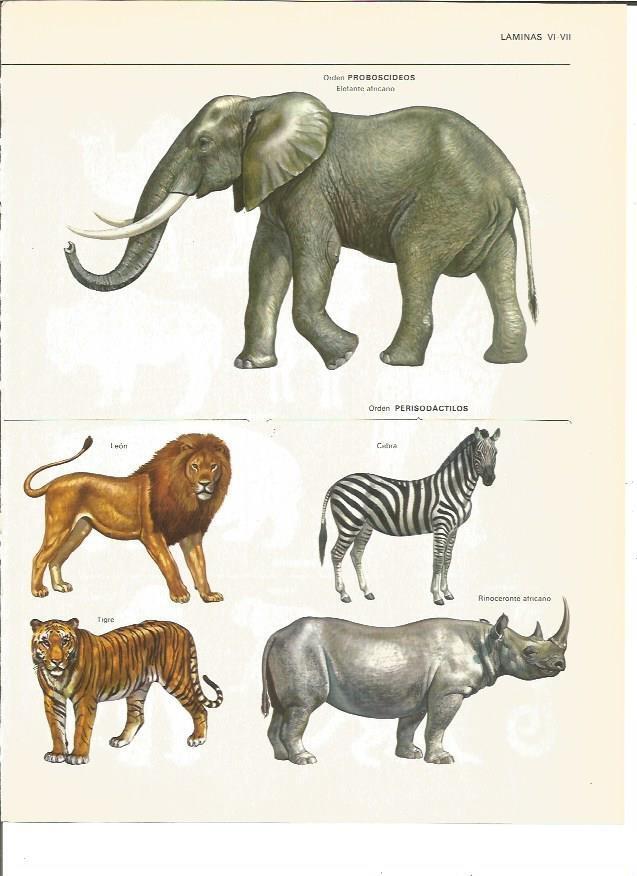 LAMINA V00448: Proboscideos y perisodactilos