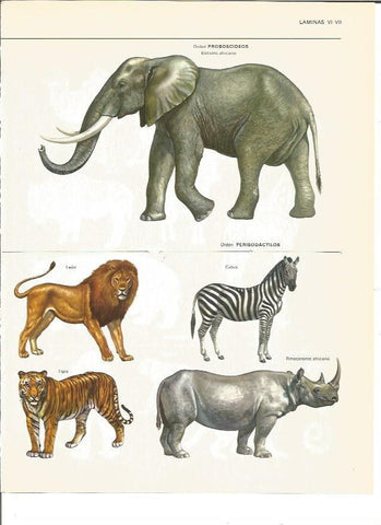 LAMINA V00448: Proboscideos y perisodactilos