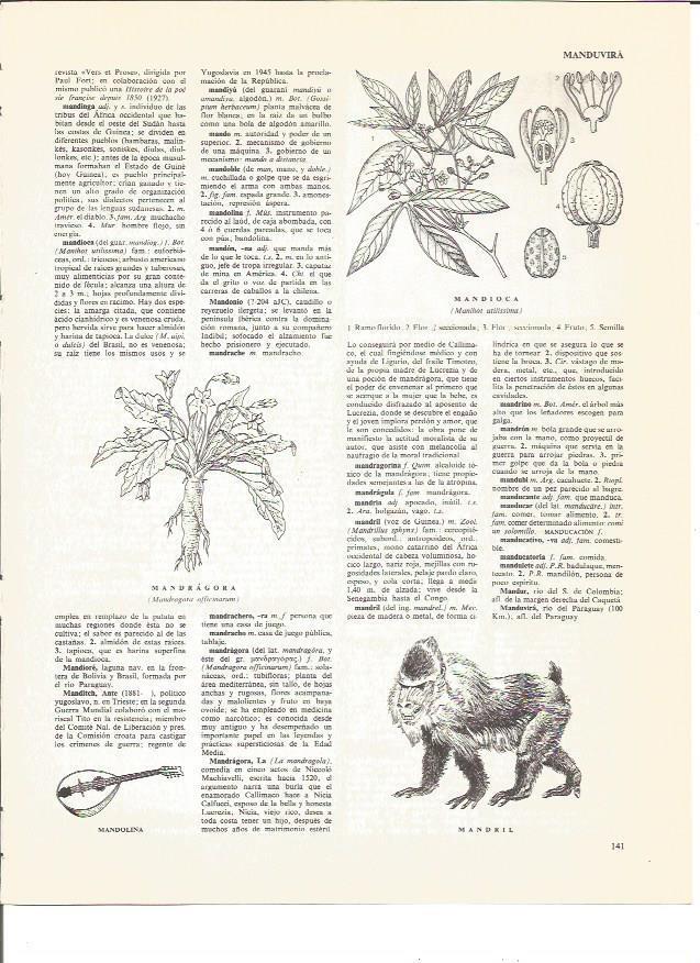 LAMINA V00436: Mandragora, mandioca y mandril