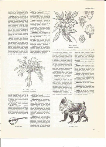 LAMINA V00436: Mandragora, mandioca y mandril