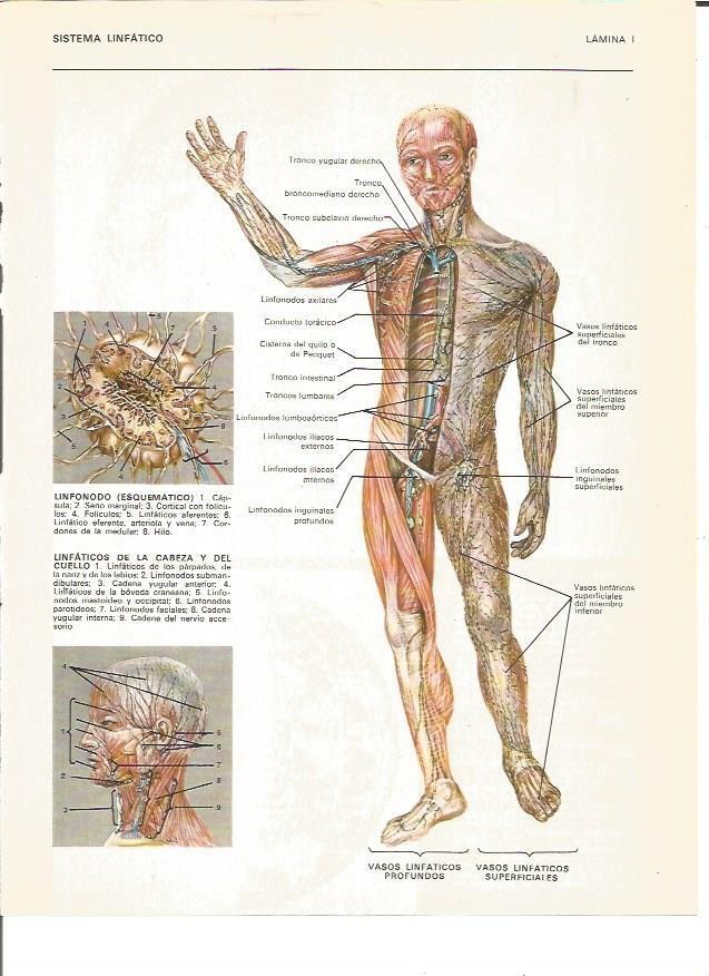 LAMINA V00425: Sistema linfatico del cuerpo humano