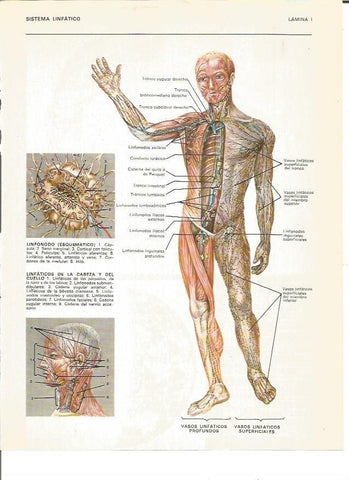 LAMINA V00425: Sistema linfatico del cuerpo humano