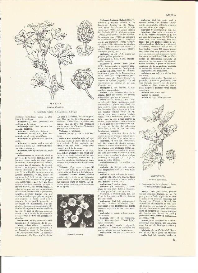 LAMINA V00432: Malva y malvavisco