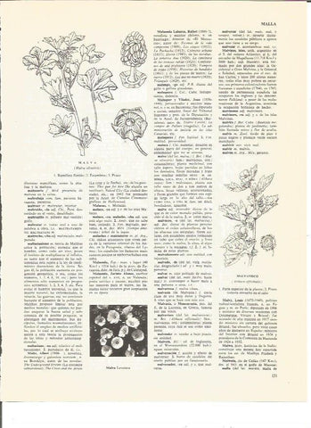 LAMINA V00432: Malva y malvavisco