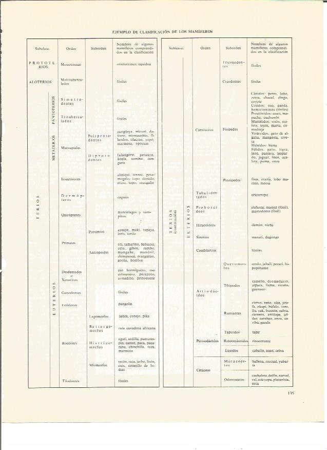 LAMINA V00433: Cuadro clasificacion de los mamiferos