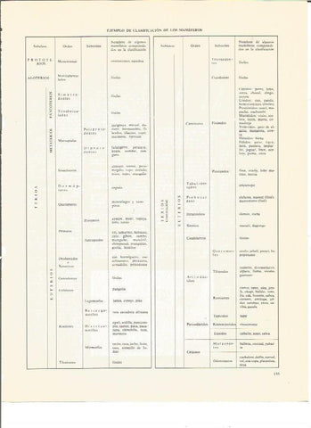 LAMINA V00433: Cuadro clasificacion de los mamiferos