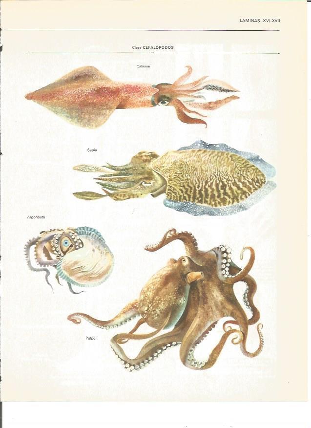 LAMINA V00488:  Cefalopodos