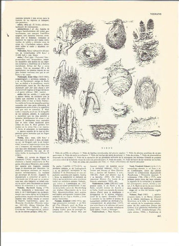 LAMINA V00495: Tipos de nidos