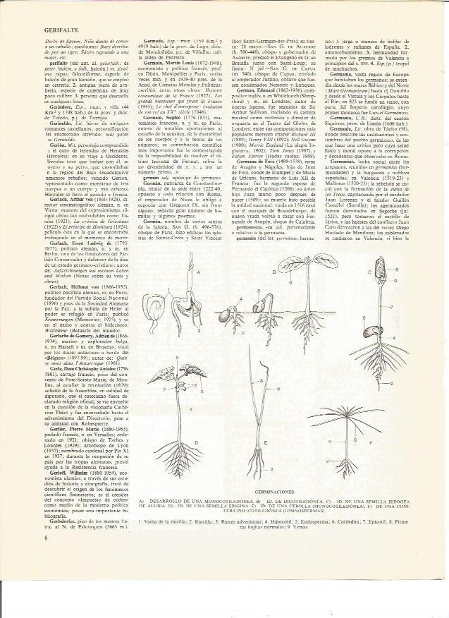 LAMINA V00503: Tipos de germinaciones