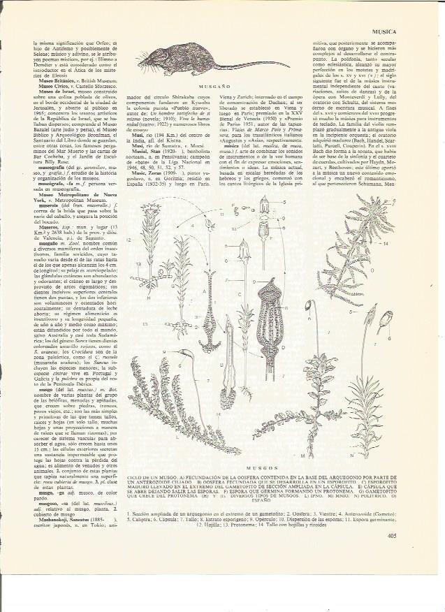 LAMINA V00484: Ciclo de un musgo