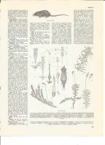 LAMINA V00484: Ciclo de un musgo