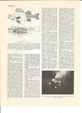 LAMINA V00733: Morfologia y anatomia de un pez
