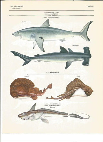 LAMINA V00735: Peces cordados