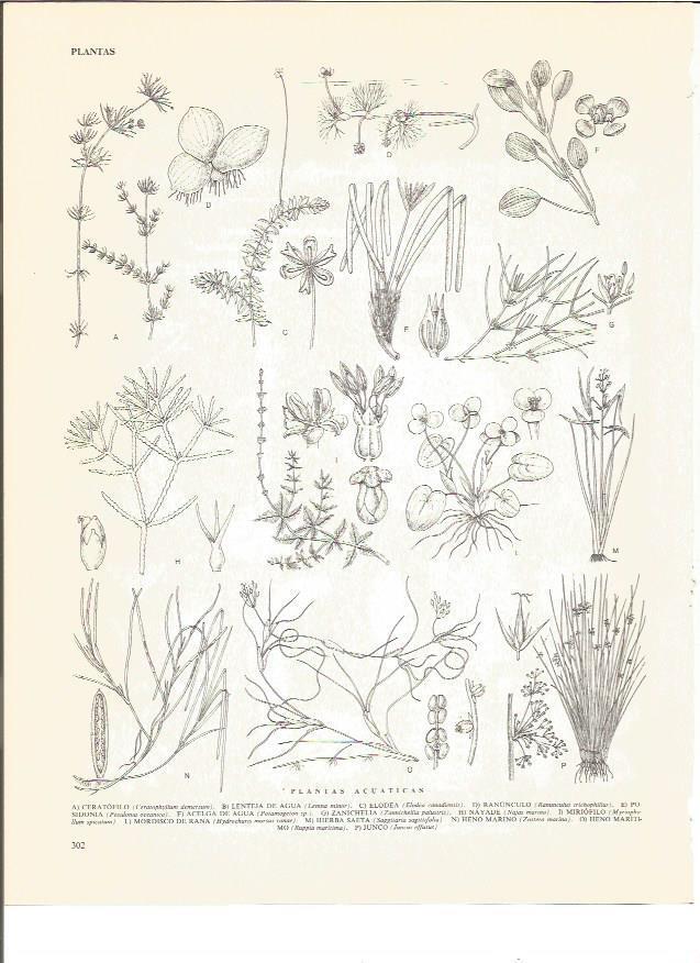 LAMINA V00748: Plantas acuaticas