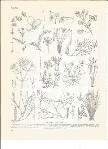 LAMINA V00748: Plantas acuaticas