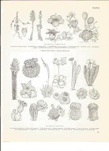 LAMINA V00749: Plantas parasitas y grasas