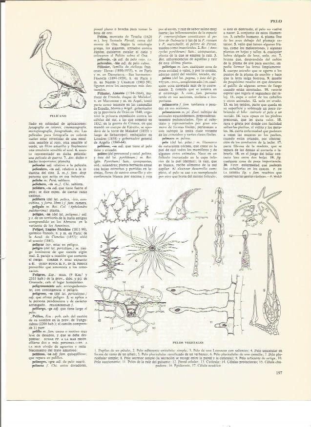 LAMINA V00716: Tipos de pelos vegetales