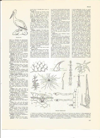 LAMINA V00716: Tipos de pelos vegetales