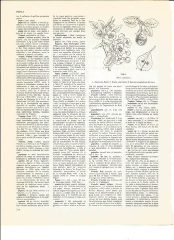LAMINA V00721: Partes de un peral