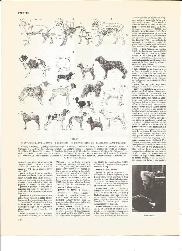 LAMINA V00726: Partes de la anatomia de un perro