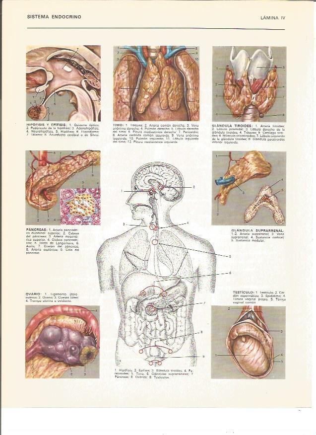 LAMINA V00799: Sistema endocrino
