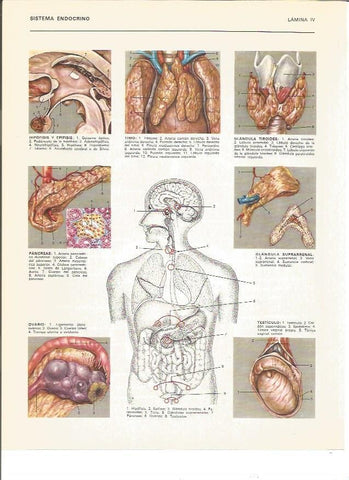 LAMINA V00799: Sistema endocrino