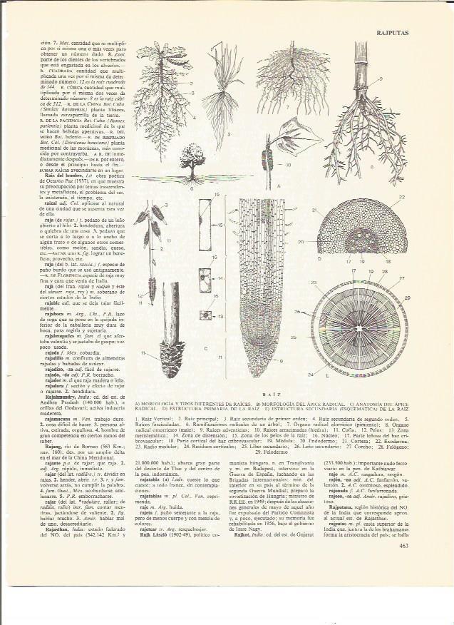 LAMINA V00767: Morfologia y anatomia de una raiz