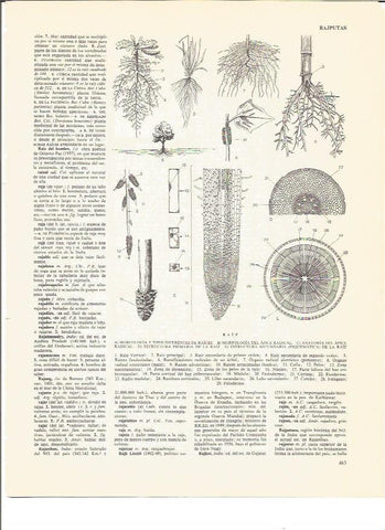 LAMINA V00767: Morfologia y anatomia de una raiz