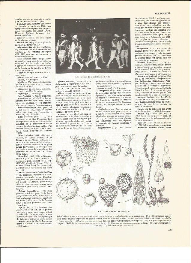 LAMINA V00635: Ciclo de una selaginelacea