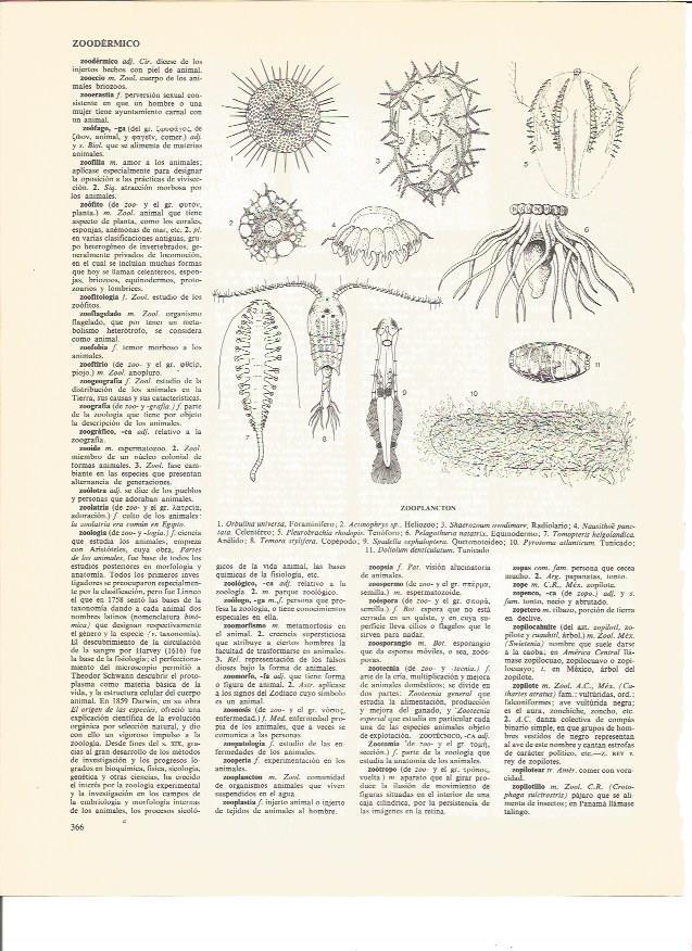 LAMINA V00619: Tipos de zooplancton