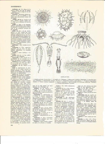 LAMINA V00619: Tipos de zooplancton