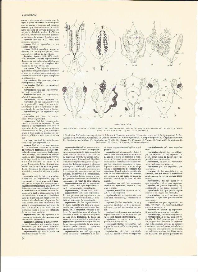 LAMINA V00626: Esquema del aparato reproductor urogenital