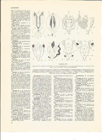 LAMINA V00626: Esquema del aparato reproductor urogenital