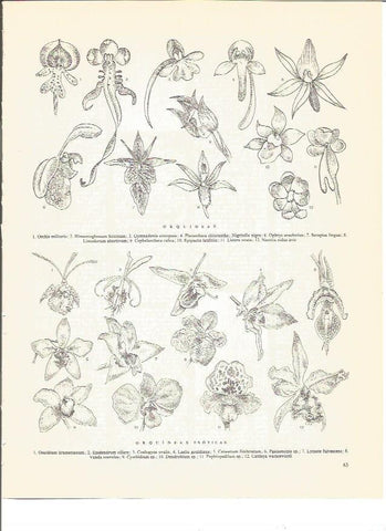 LAMINA V00691: Tipos de orquideas