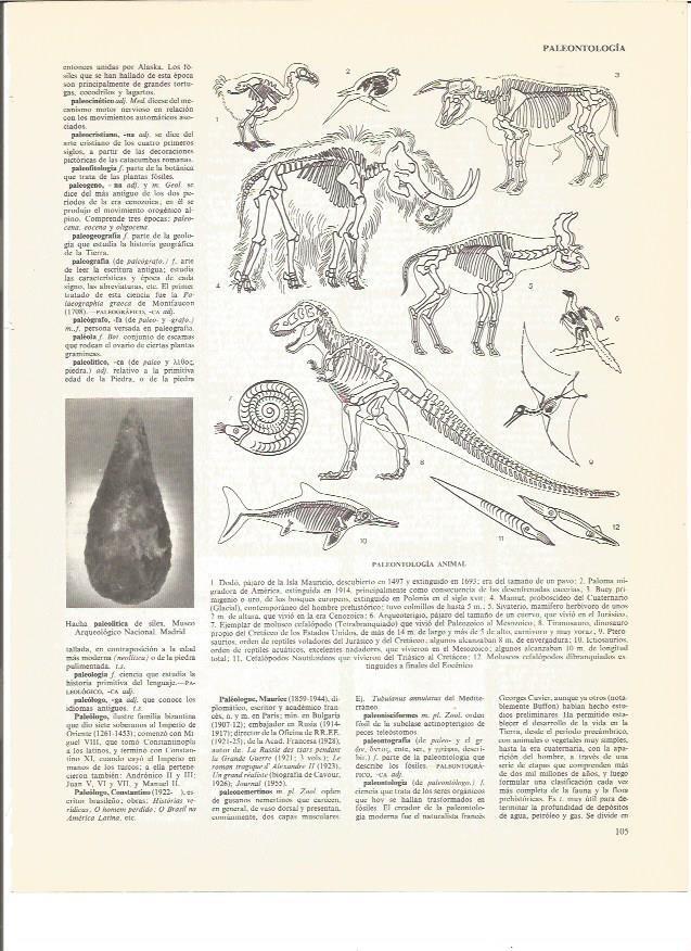 LAMINA V00695: Especies de paleontologia animal