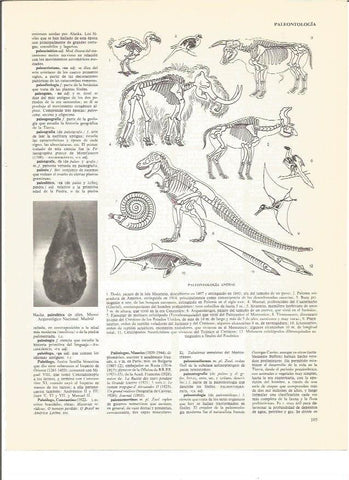 LAMINA V00695: Especies de paleontologia animal