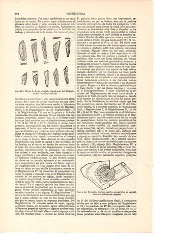 LAMINA ESPASA 38592: Ornamentaciones y objetos de la Cueva del Parpallo
