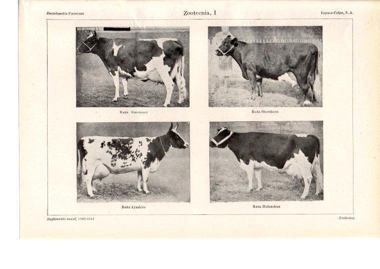 LAMINA ESPASA 38608: Tipos de razas de vacas