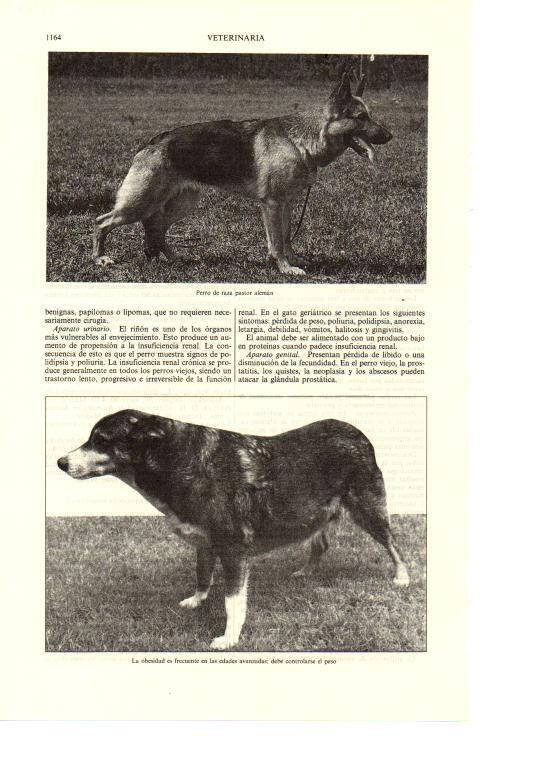LAMINA ESPASA 38764: Perro de raza pastor aleman