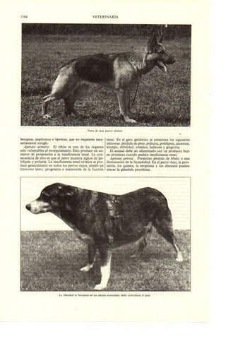 LAMINA ESPASA 38764: Perro de raza pastor aleman