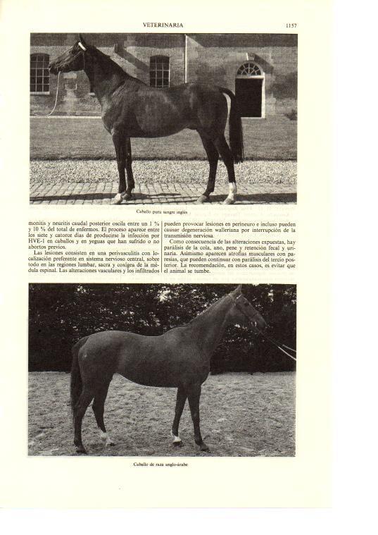 LAMINA ESPASA 38763: Caballos de pura raza inlges y anglo-arabe
