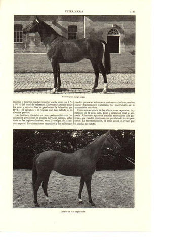 LAMINA ESPASA 38763: Caballos de pura raza inlges y anglo-arabe